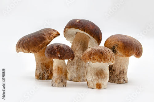 Boletus edulis isolated on background close up food health