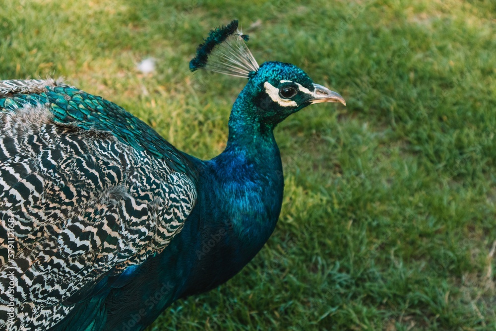 Obraz premium paw z piórami