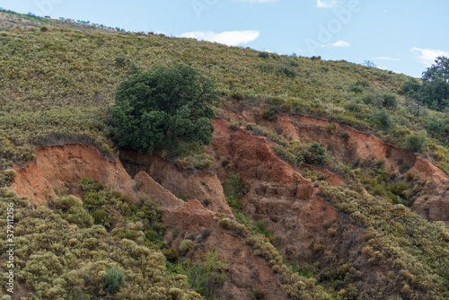 Large oak tree on a mountainside with eroded ground