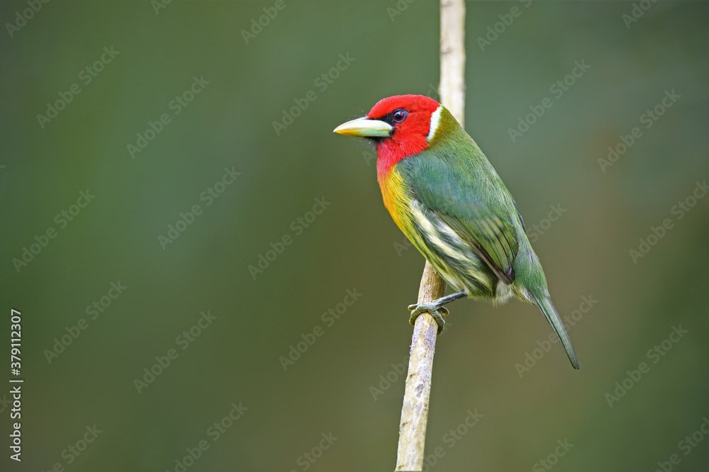 Obraz premium Red-headed barbet perched on branch