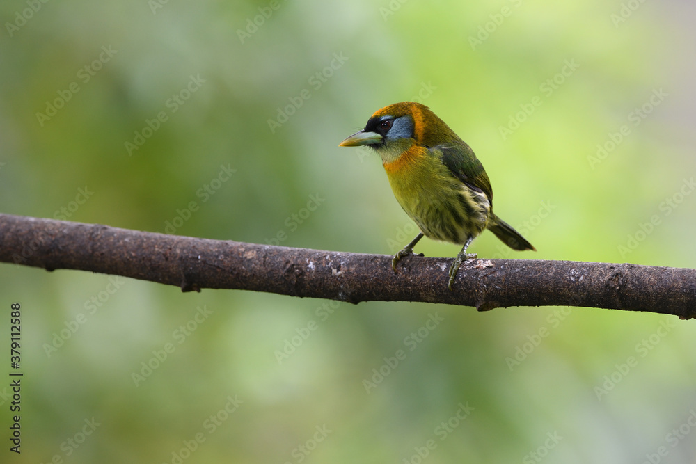 Red-headed barbet perched on branch Red-headed barbet perched on branch