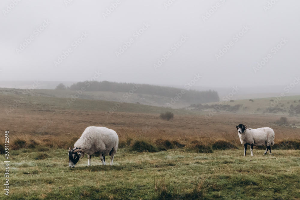 sheep in the field sheep in the field
