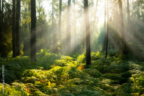 Beautiful sunny morning in the forest