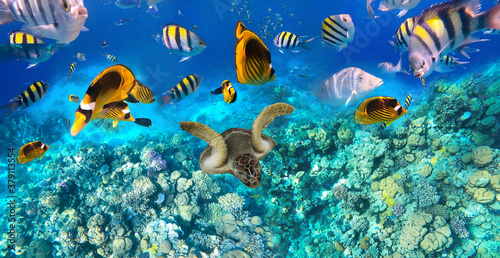 Underwater colorful tropical fishes at coral reef at Red Sea. Blue water in Ras Muhammad National Park in Sinai, Egypt.