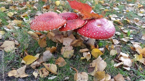 fly amanitas