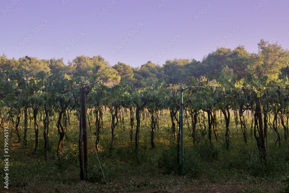 Obraz premium Vigneto a Tremiti