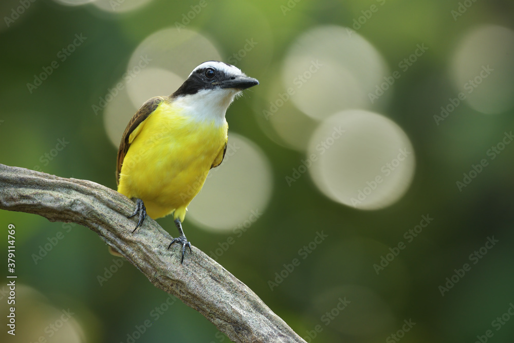 Fototapeta premium Great kiskadee perched on branch