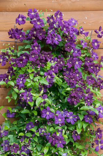 Climbing plant with purple flowers on the wall of a wooden house. Purple clematis on the wooden background. Flower decoration of a country house.
