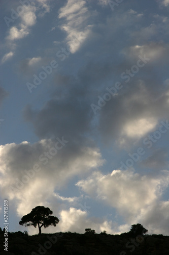 Silueta de árbol solitario a contraluz con cielo nuboso