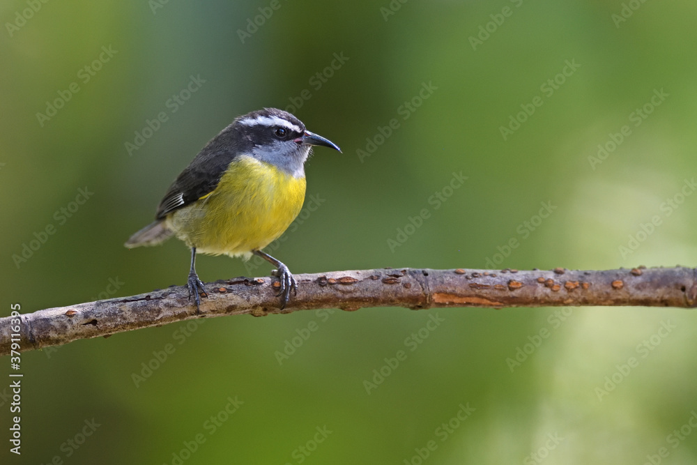 Obraz premium Bananaquit perched on orizontal branch