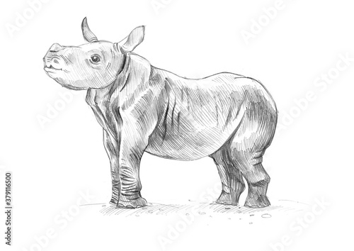 Pencil sketch. Baby rhino