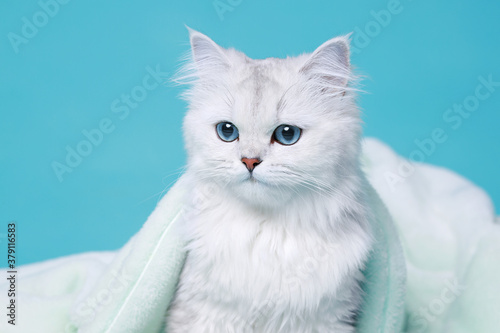 Funny large longhair white cute kitten with beautiful big eyes. Pets and lifestyle concept. Lovely fluffy cat sitting in soft plaid on blue background. photo