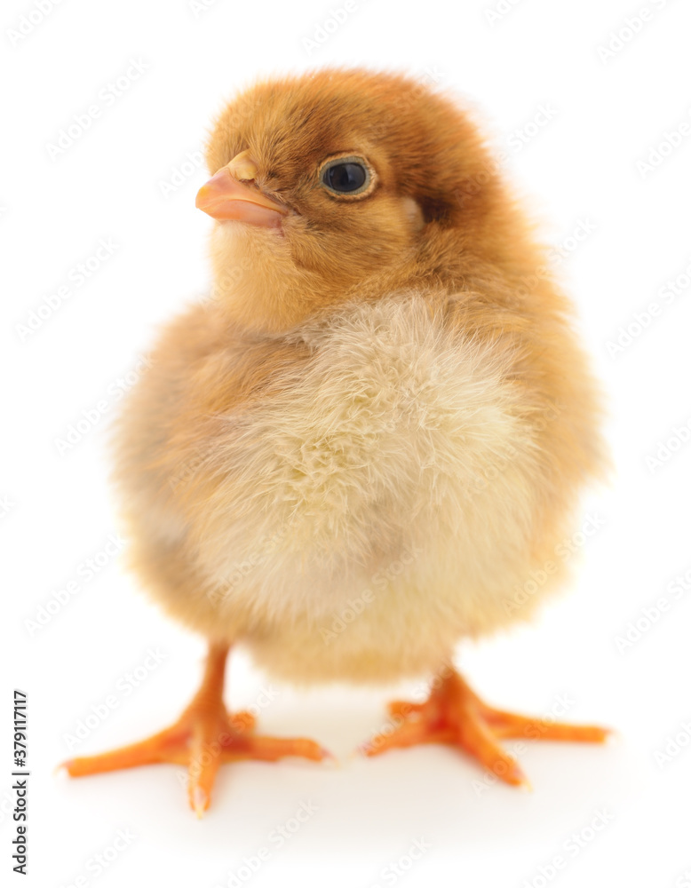 Obraz premium Small brown chicken