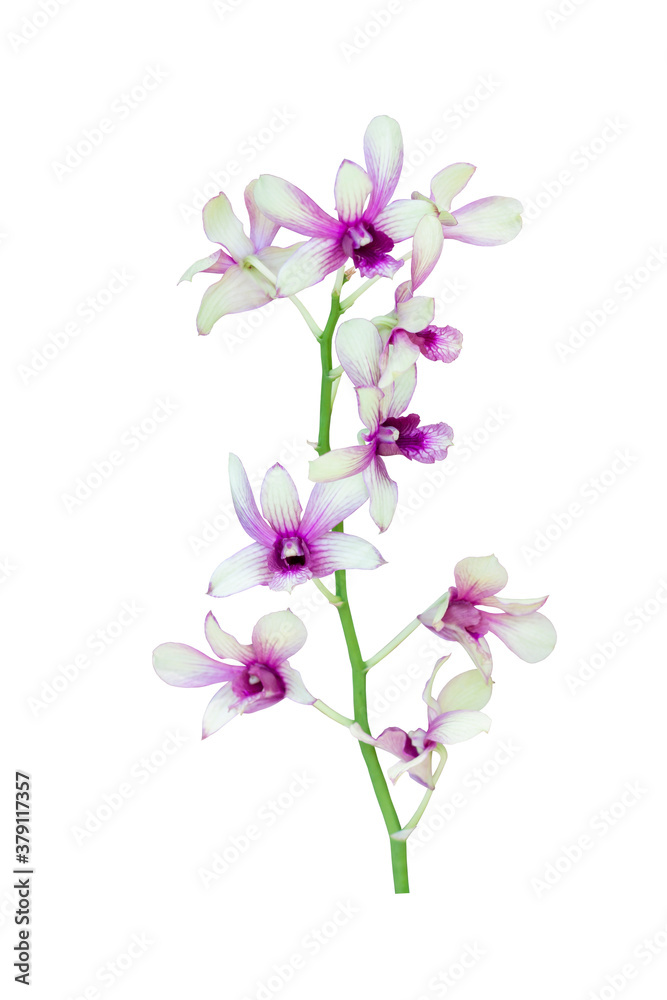 Purple and white orchid flower bouquet bloom isolated on white background included clipping path.