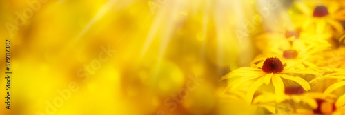 sonnenhut blüten vor abstraktem hintergrund photo