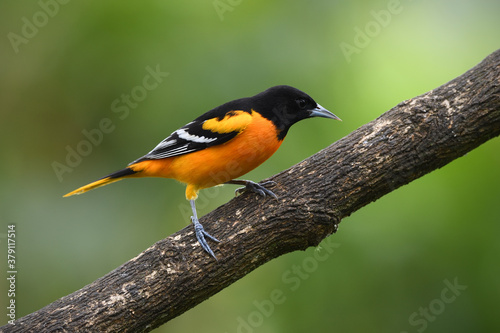 Baltimore oriole perched on branch photo