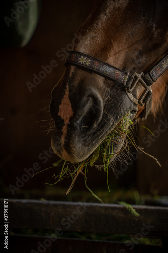 horse mouth eating grass  close-up
