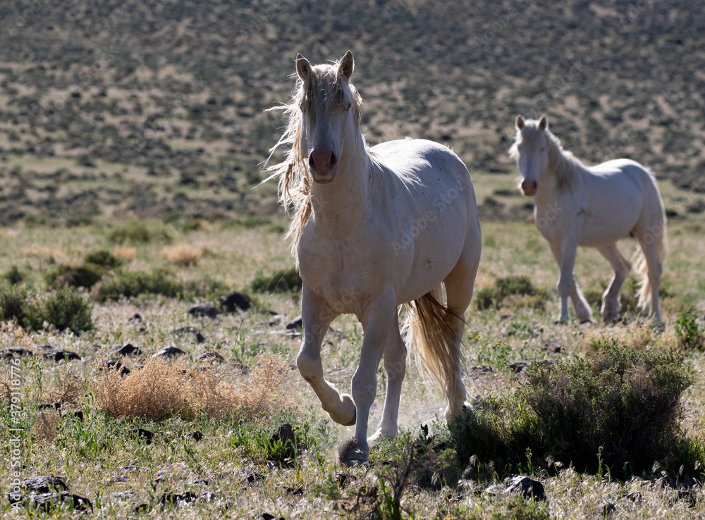 Obraz premium wild white stallions wild horses