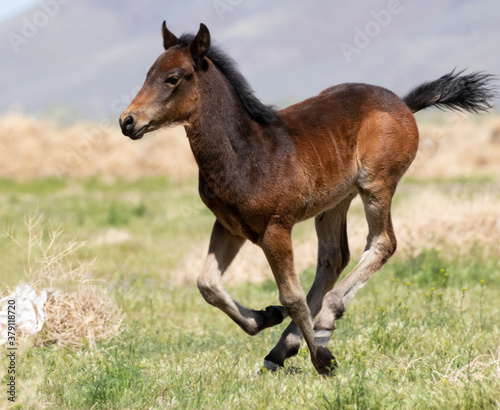 wild foal running wild horse