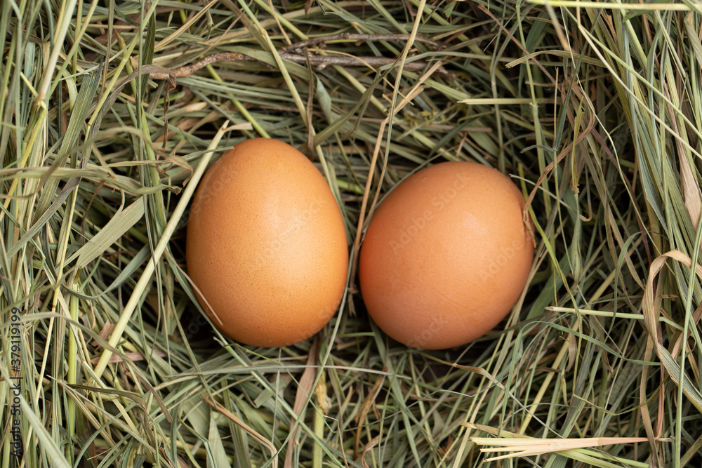 Fresh chicken eggs in the hay. Rural scene. Fresh chicken eggs in the hay. Rural scene.