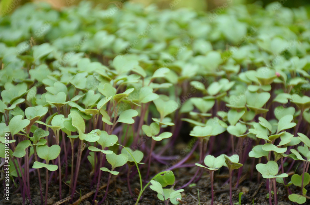 the small ripe green cabbage plant seedlings in the garden. the small ripe green cabbage plant seedlings in the garden.