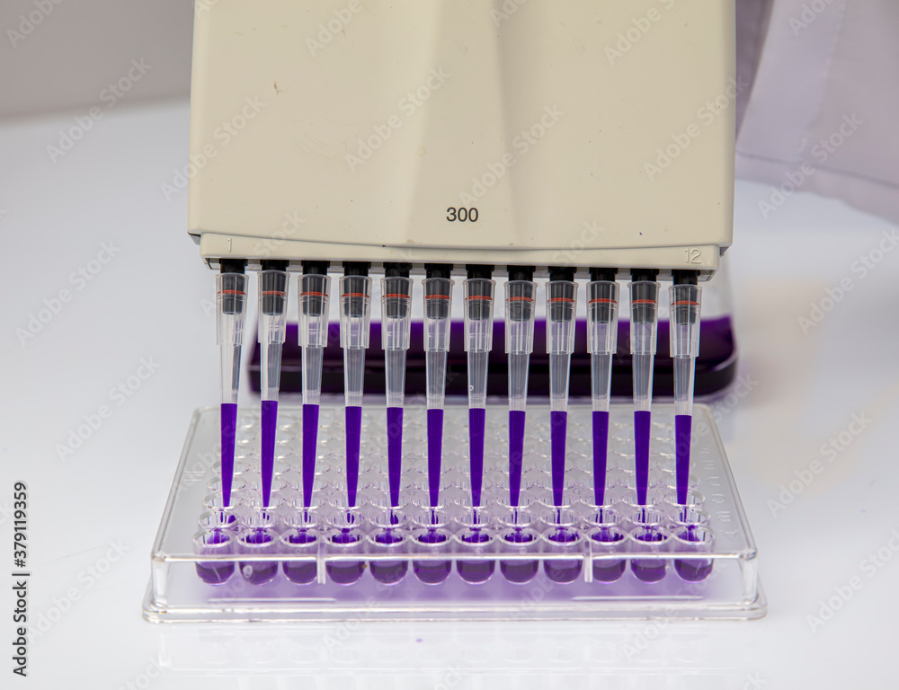 Multi channel pipette loading biological samples in microplate for test