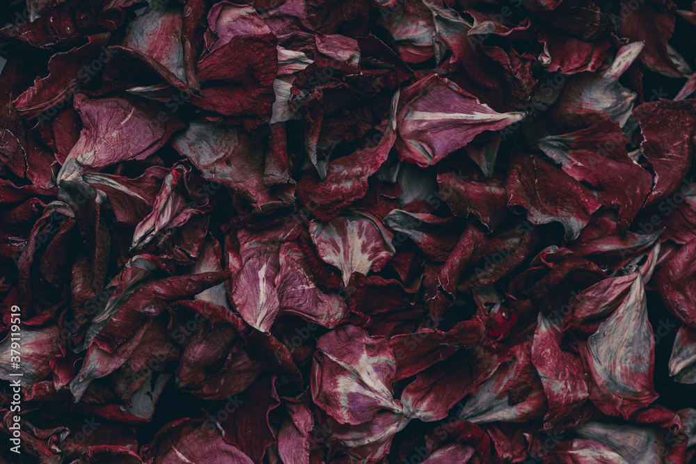 Obraz premium romantic background, peatals pattern, rose pink peatals top view . Close up , toned