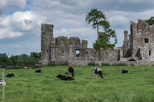 farmland ,pature of cows in front of an anciet abbey photo