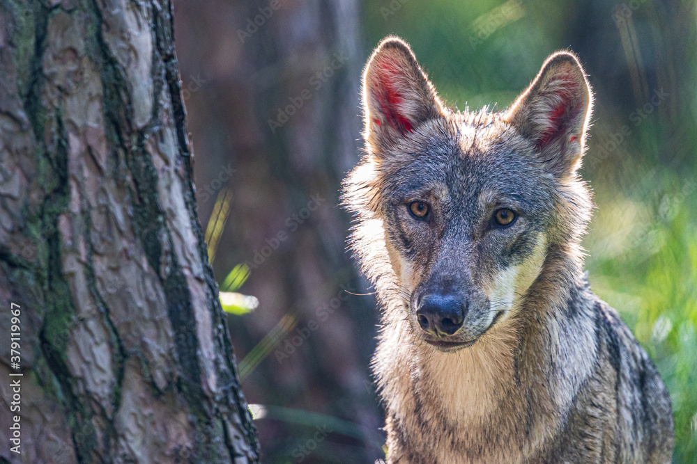 Fototapeta premium Grauwolf hinter einem Baum