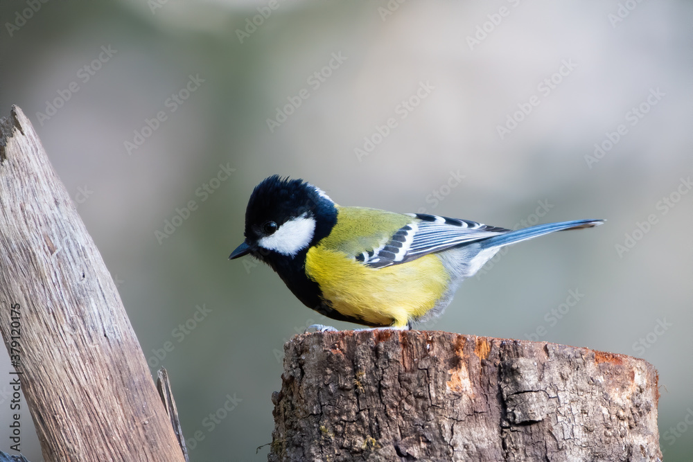 Green-backed tit photographed in Sattal, India Green-backed tit photographed in Sattal, India