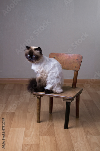 cat with blue eyes on a chair