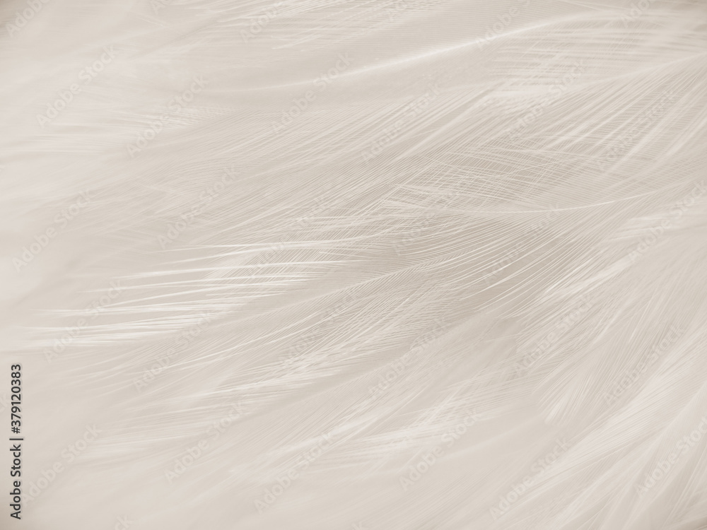Obraz premium Beautiful abstract gray feathers on white background and soft white feather texture on white pattern and brown background, brown feathers