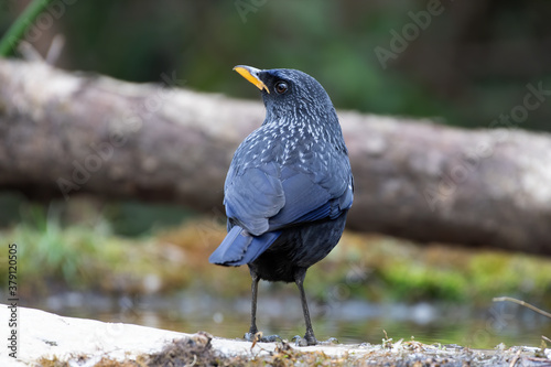 Canvas Print Blue Whistling Thrush photographed in Sattal, India