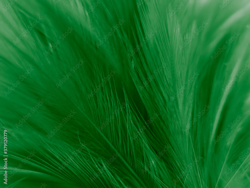 Beautiful Abstract Pastel Green Feathers on Dark Background, Black Feather  Frame Texture on Green Background, Dark Feather, Black Stock Photo - Image  of decoration, black: 195227214