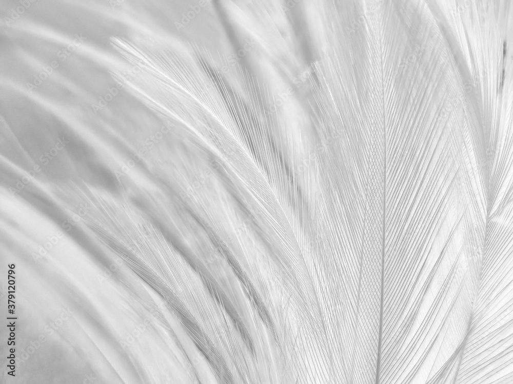 Obraz premium Beautiful abstract gray feathers on white background and soft white feather texture on white pattern and brown background, brown feathers