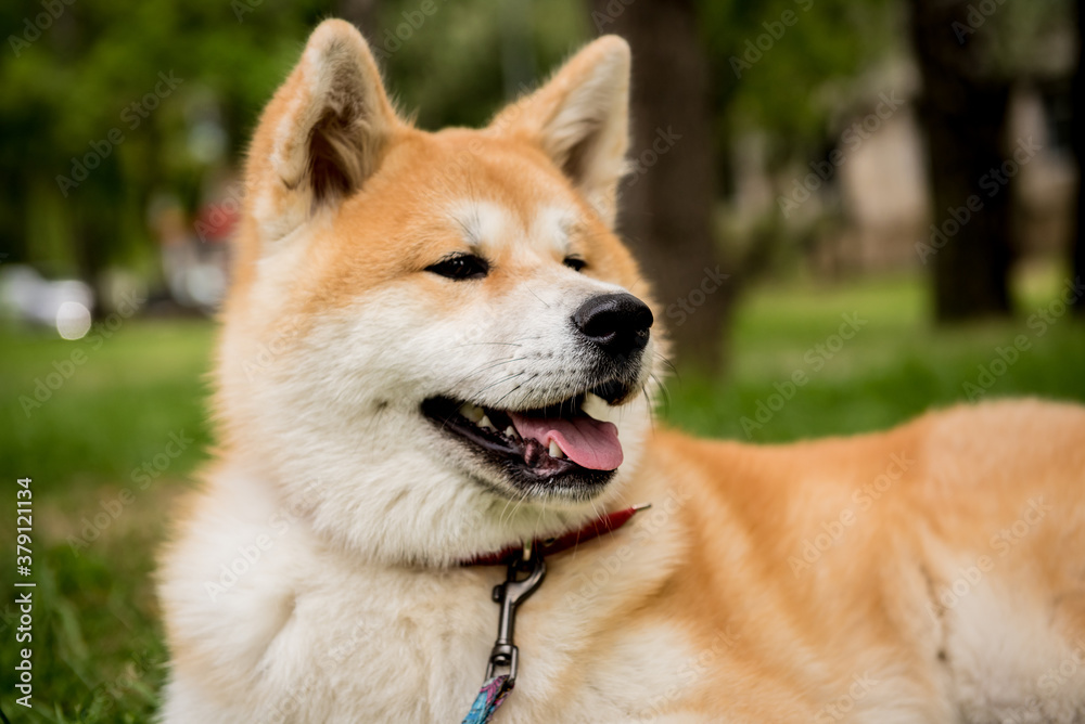 Portrait of cute akita inu dog at the park.