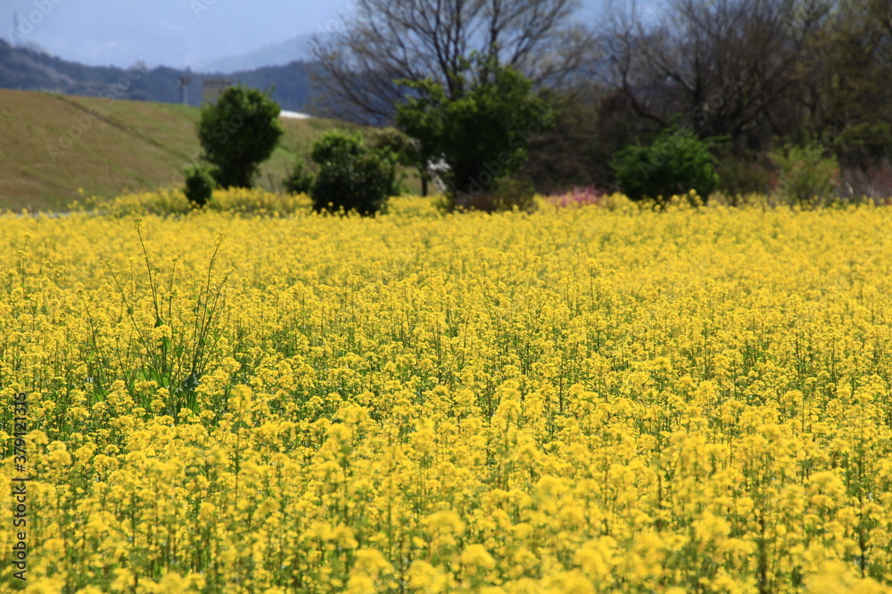 愛媛県大洲市五郎　菜の花畑
