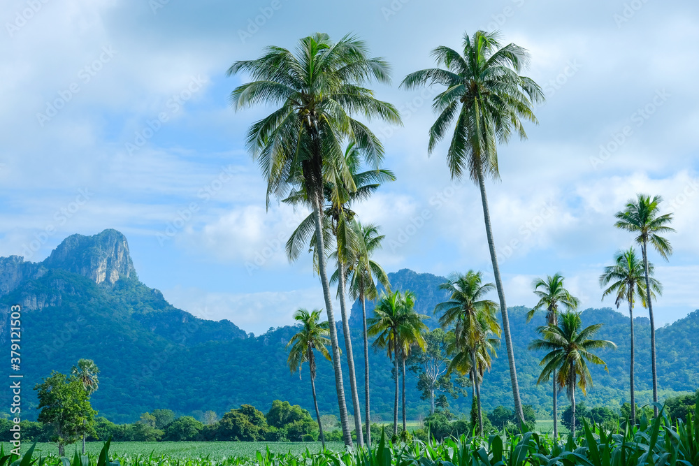 corn on a Field corn background With coconut trees in front of the mountains. The growth of the crop. Greenness. corn on a Field corn background With coconut trees in front of the mountains. The growth of the crop. Greenness.