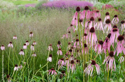 Fototapeta Naklejka Na Ścianę i Meble -  echinacea pallida in perennial prairie garden