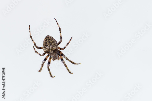 a large European spider on a web catches a small bug