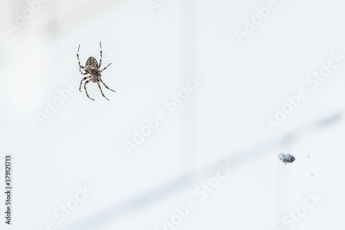 a large European spider on a web catches a small bug © blanke1973