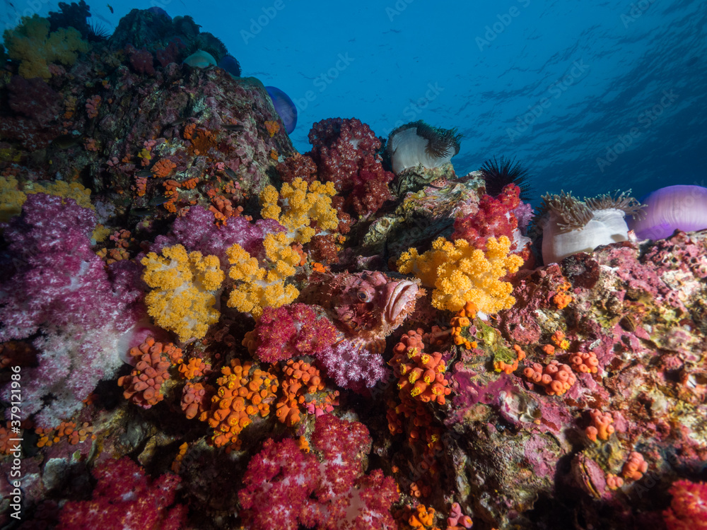 Obraz premium Scorpionfish between corals in Mergui archipelago, Myanmar