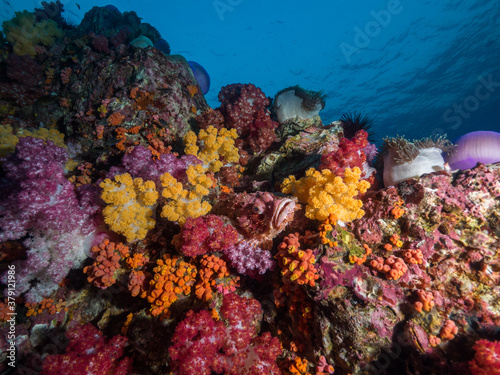 Scorpionfish between corals in Mergui archipelago, Myanmar