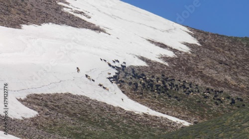 Syrian goat herders and goats, Mount Hermon, Syria
Long shot, Snowy Syria, Israel,2020
