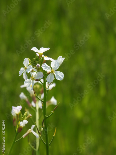 Fototapeta Naklejka Na Ścianę i Meble -  麦畑の白い菜の花