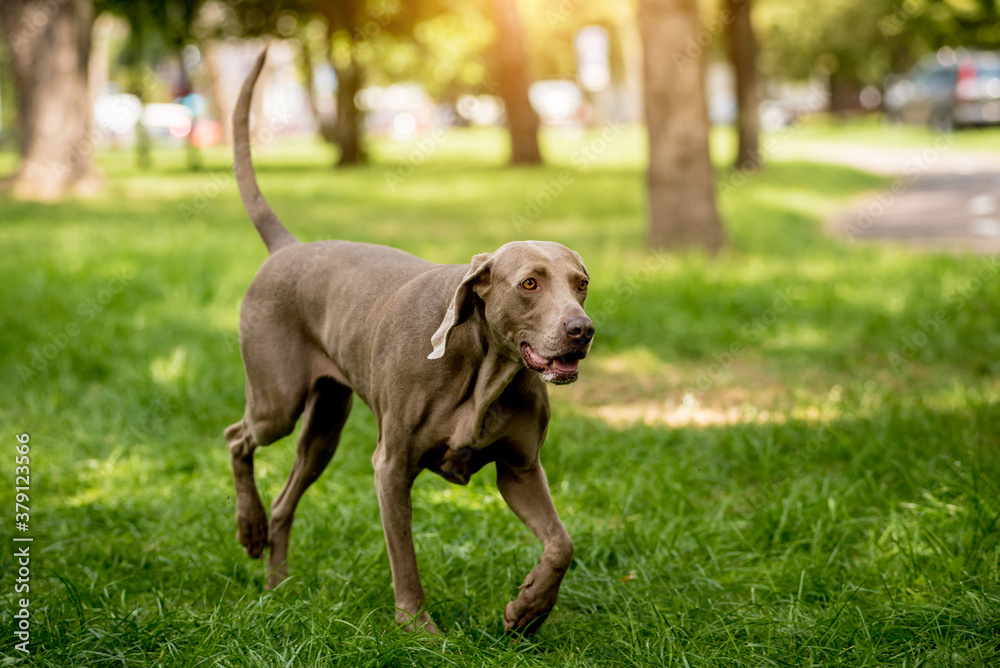 Portrait of cute weimaraner dog breed at the park.