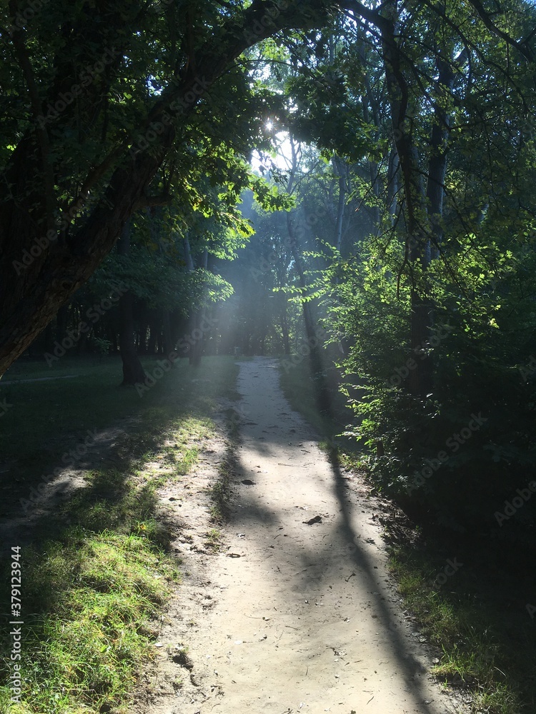 Obraz premium Sun rays in green forest at the morning