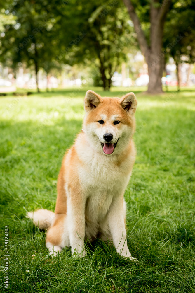 Portrait of cute akita inu dog at the park. Portrait of cute akita inu dog at the park.