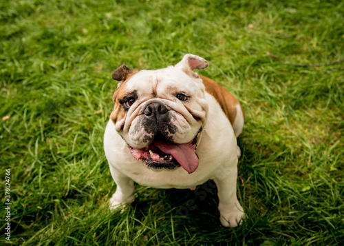 Portrait of cute english bulldog at the park.