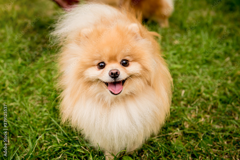 Portrait of cute pomeranian dog at the park. Portrait of cute pomeranian dog at the park.